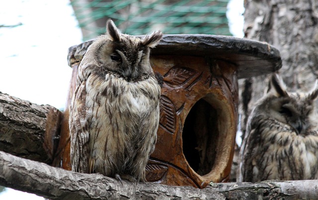 国王杯战报：里克尔梅帽子戏法，贝蒂斯4-1托伦CF