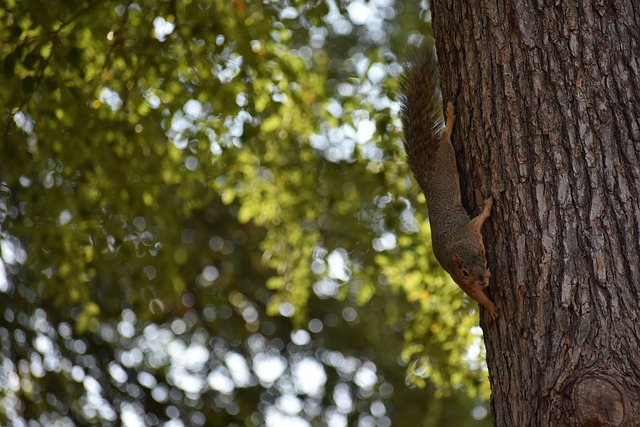 两位球队核 两位球队核